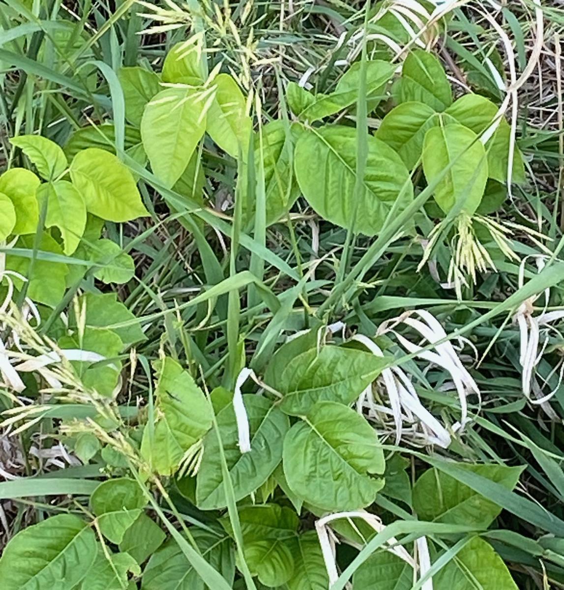 Image of poison ivy shoots growing in grass. 