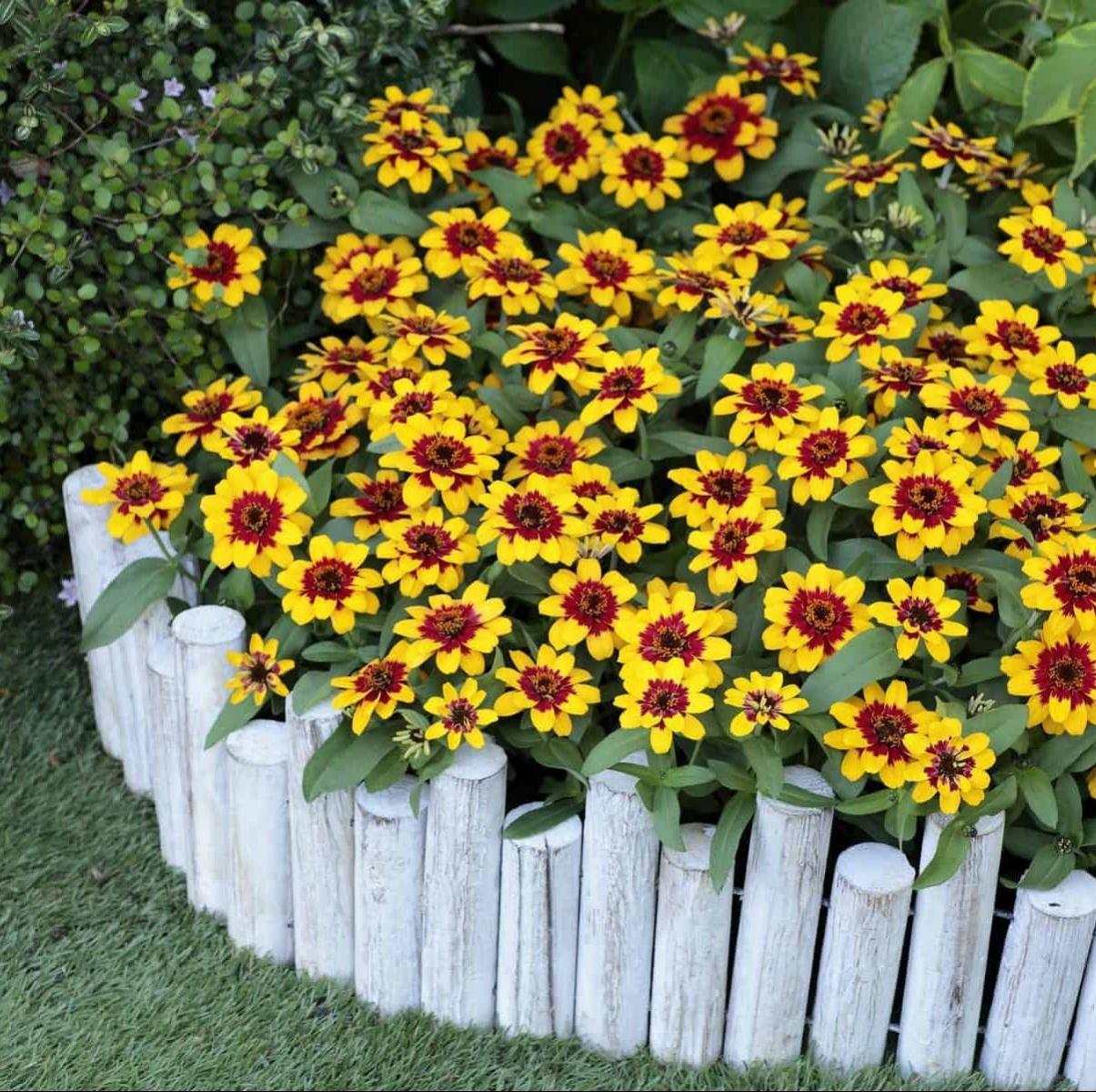 Image of Zinnia 'Profusion Red Yellow Bicolor' - new flowers. 