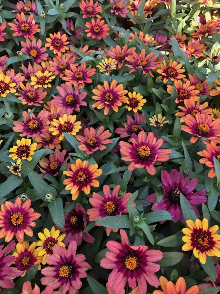 Image of Zinnia 'Profusion Red Yellow Bicolor' - new and older flowers.