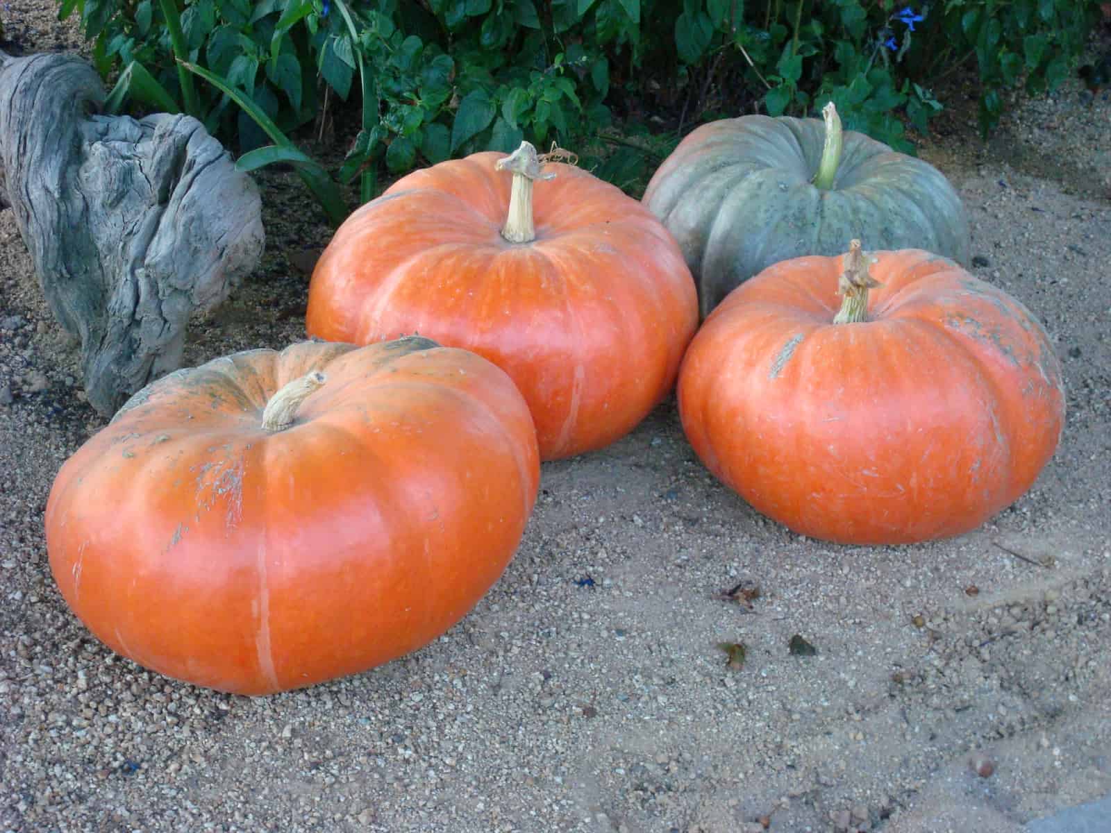 Picture of cinderellas Carriage Pumpkin