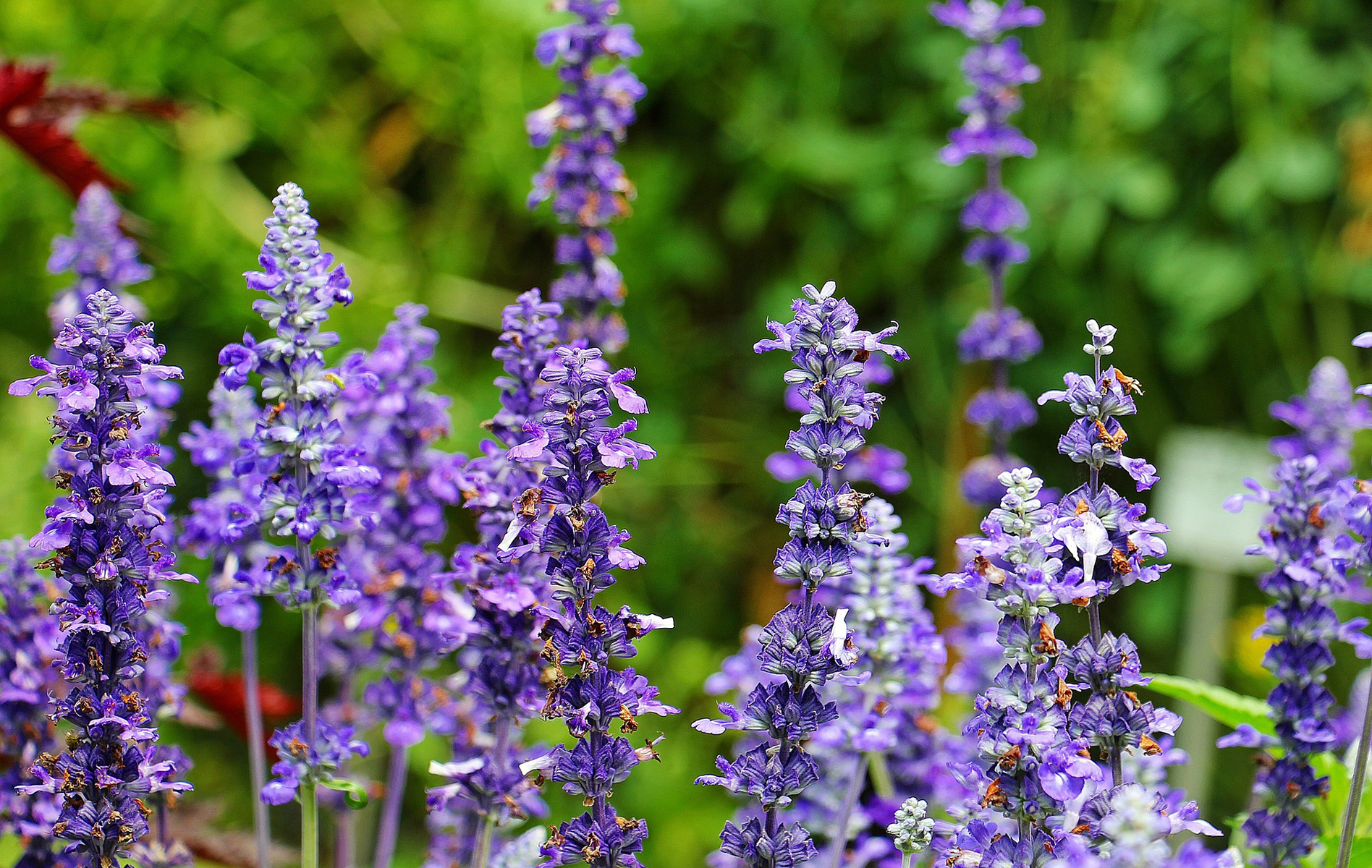 Picture of Russian Sage