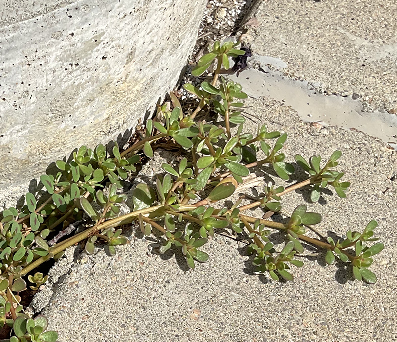 Picture of Purslane annual weed