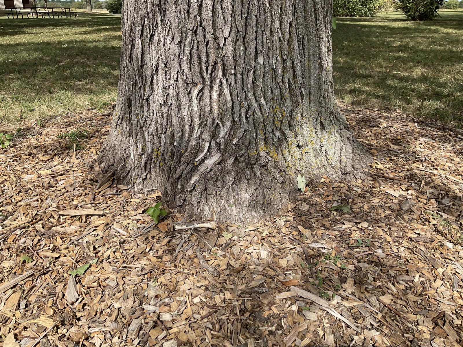 Tree's planted at the correct depth can easily be identified by a noticeable root flare at the soil surface.