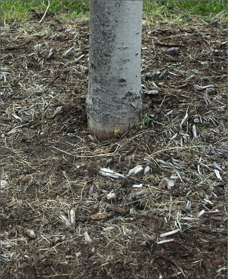 Base of young tree trunk, close up - No root flare indicates tree is too deep in the soil.