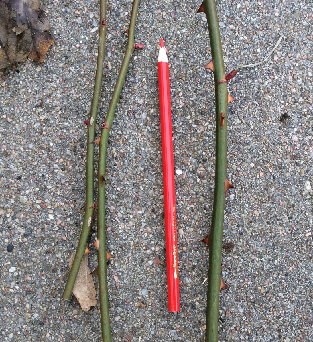 Prune Out Damaged Rose Stems  The Art & Science of Gardening