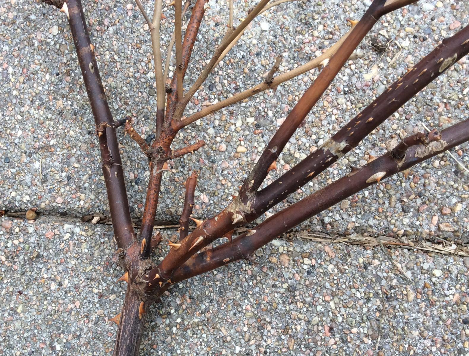 Brown or black rose stems are dead and will not generate any new growth. Prune them out.