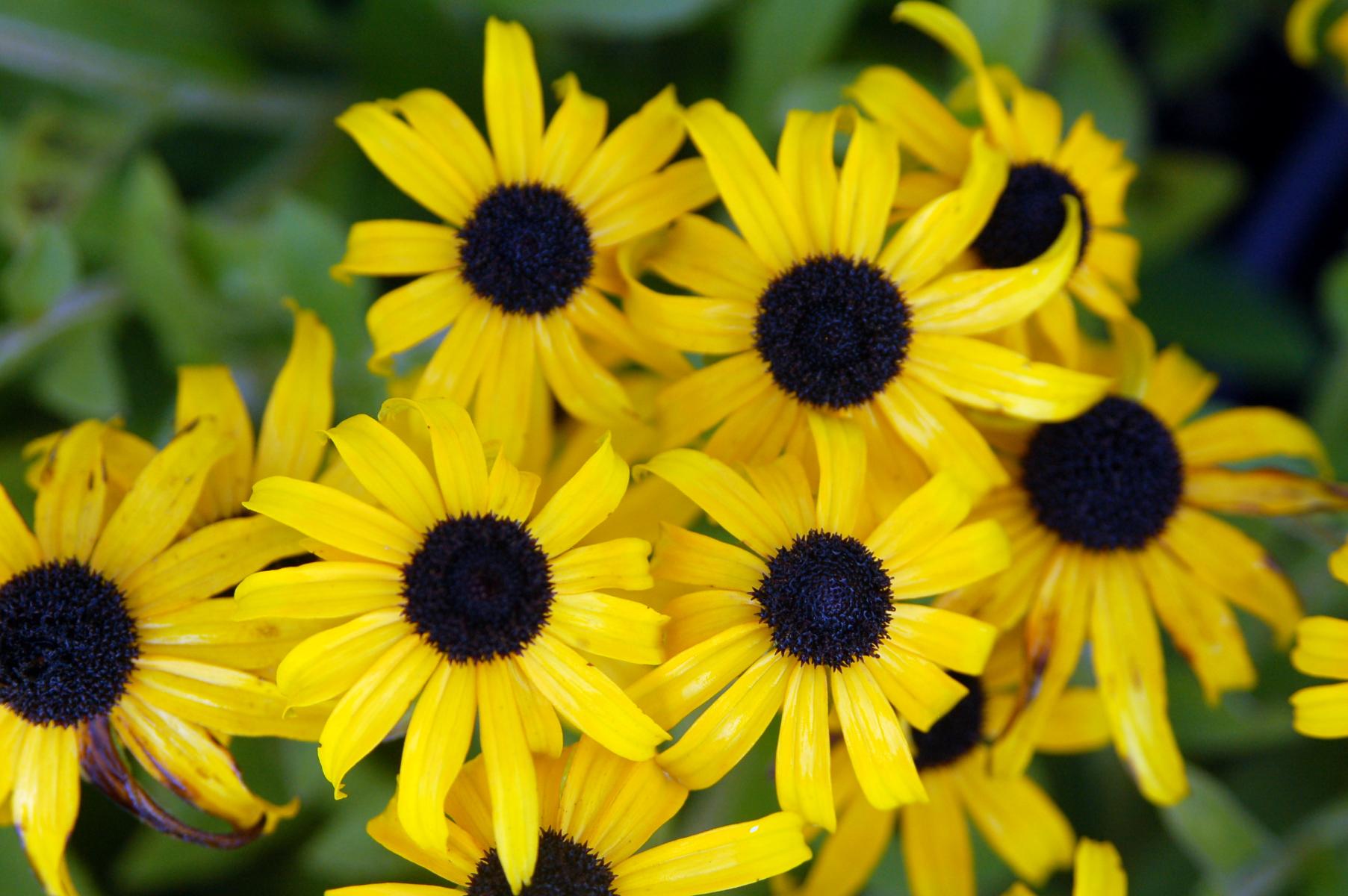 Close up picture of Rudbeckia 'American Gold Rush'.