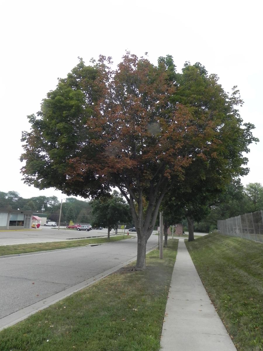 Picture of drought stress symptoms in an older, established tree.