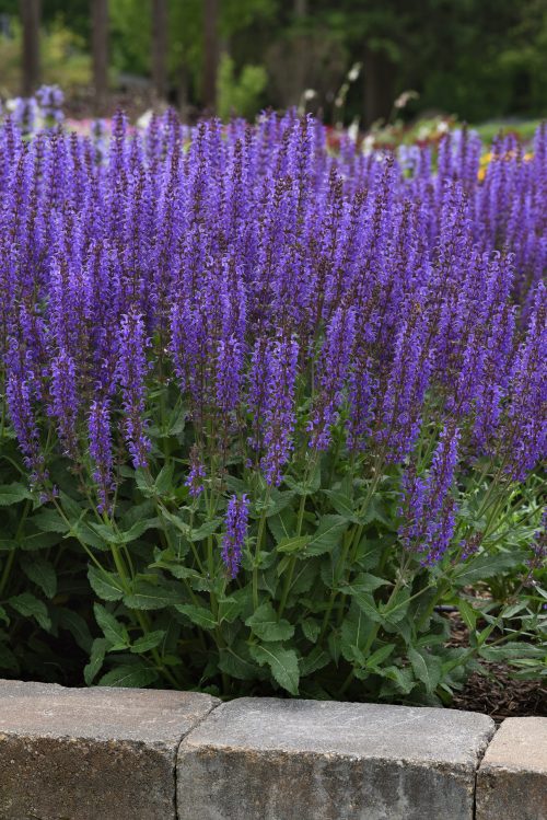 Picture of Salvia 'Blue by You'
