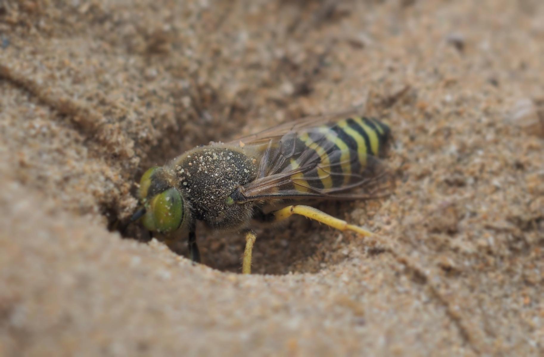 Image of a sand wasp. 