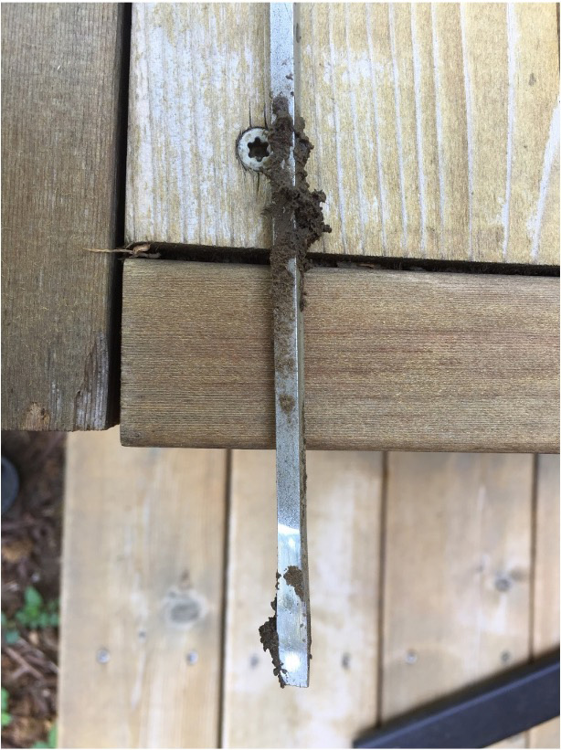 Picture of Screwdriver to measure moisture in lawn.