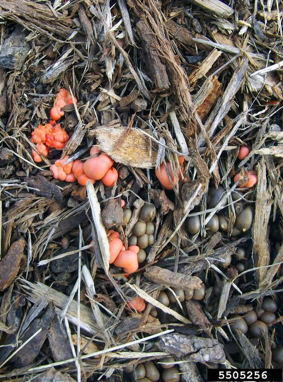  Picture of red slime mold.