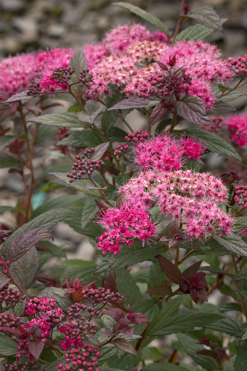 Picture of Plumtastic Spirea