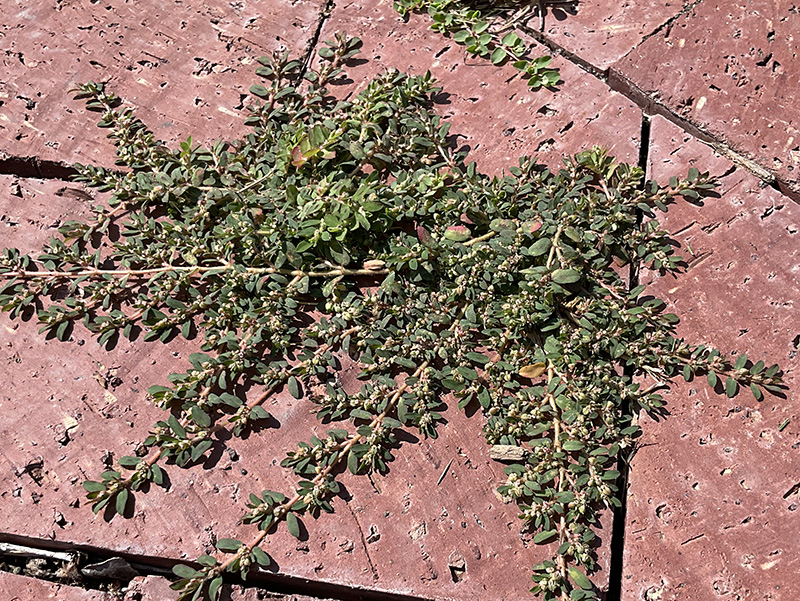 Picture of Spruge prostrate weeds