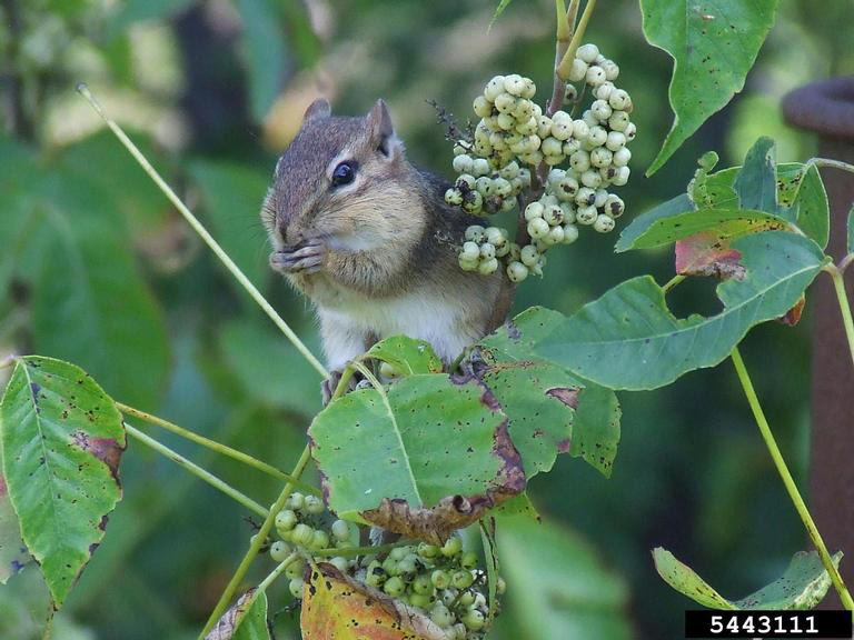 Image of chipmunk eating poison ivy berries. 