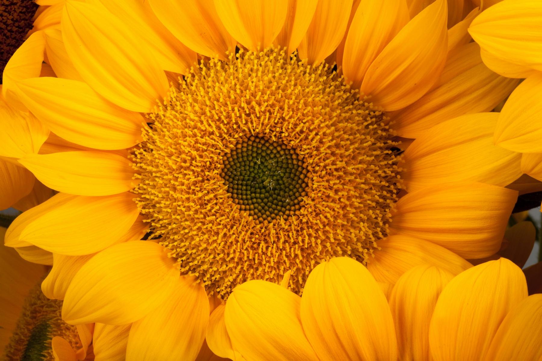 Close-up image of 'Vincent's Fresh' sunflower. 