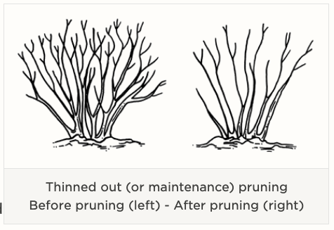 Image of thinning pruning technique.