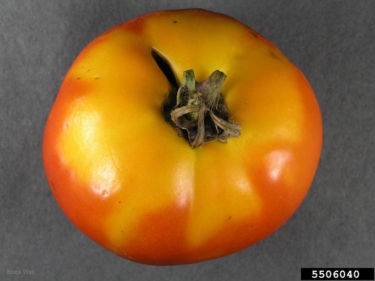 Picture of tomato yellow shoulder disorder.