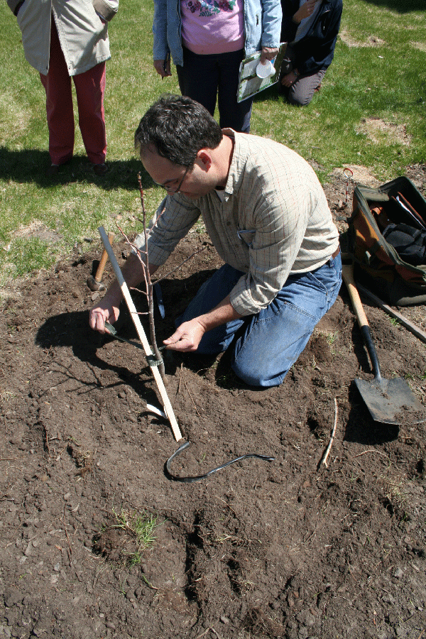 a man kneeling on the ground next to a freshly planted tree. Tree is small and doesn't have leaves. People gathered around watching the planting.