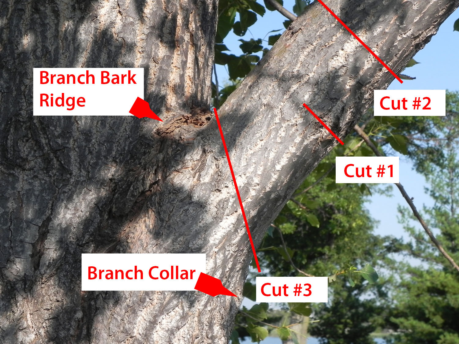 Three-part cut pruning diagram for large branch removal. 