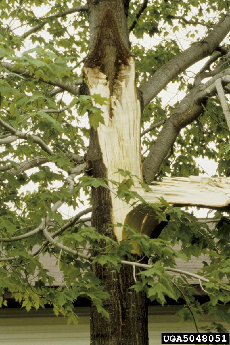 Storm damage to trunk