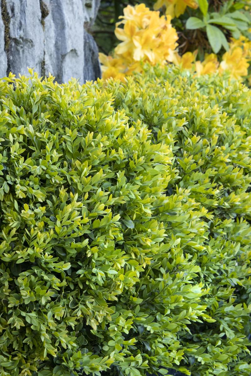 Chicagoland Green boxwood had the best winter foliage color in Kansas variety trials.