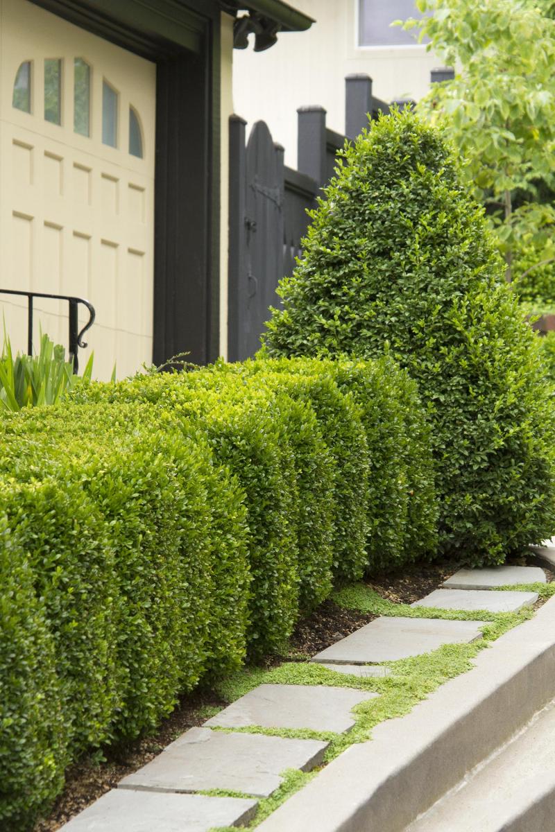 Green mountain boxwood, the pyramidal shrub at the end of this hedge, has an attractive rounded-pyramidal shape. 