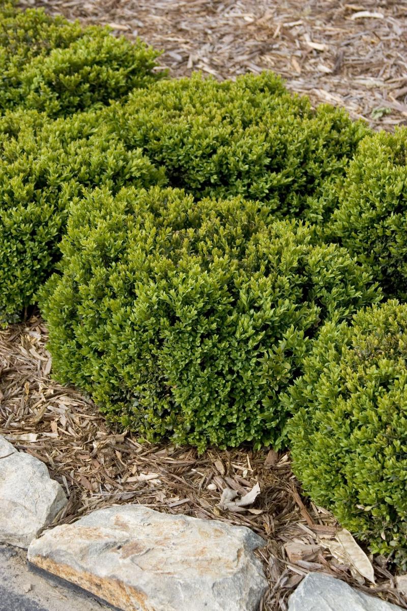 Green velvet boxwood has deep green foliage color in both summer and winter. 