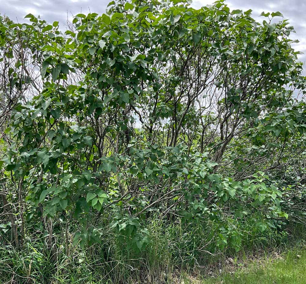 Tall, unkempt, straggly, neglected lilac shrubs