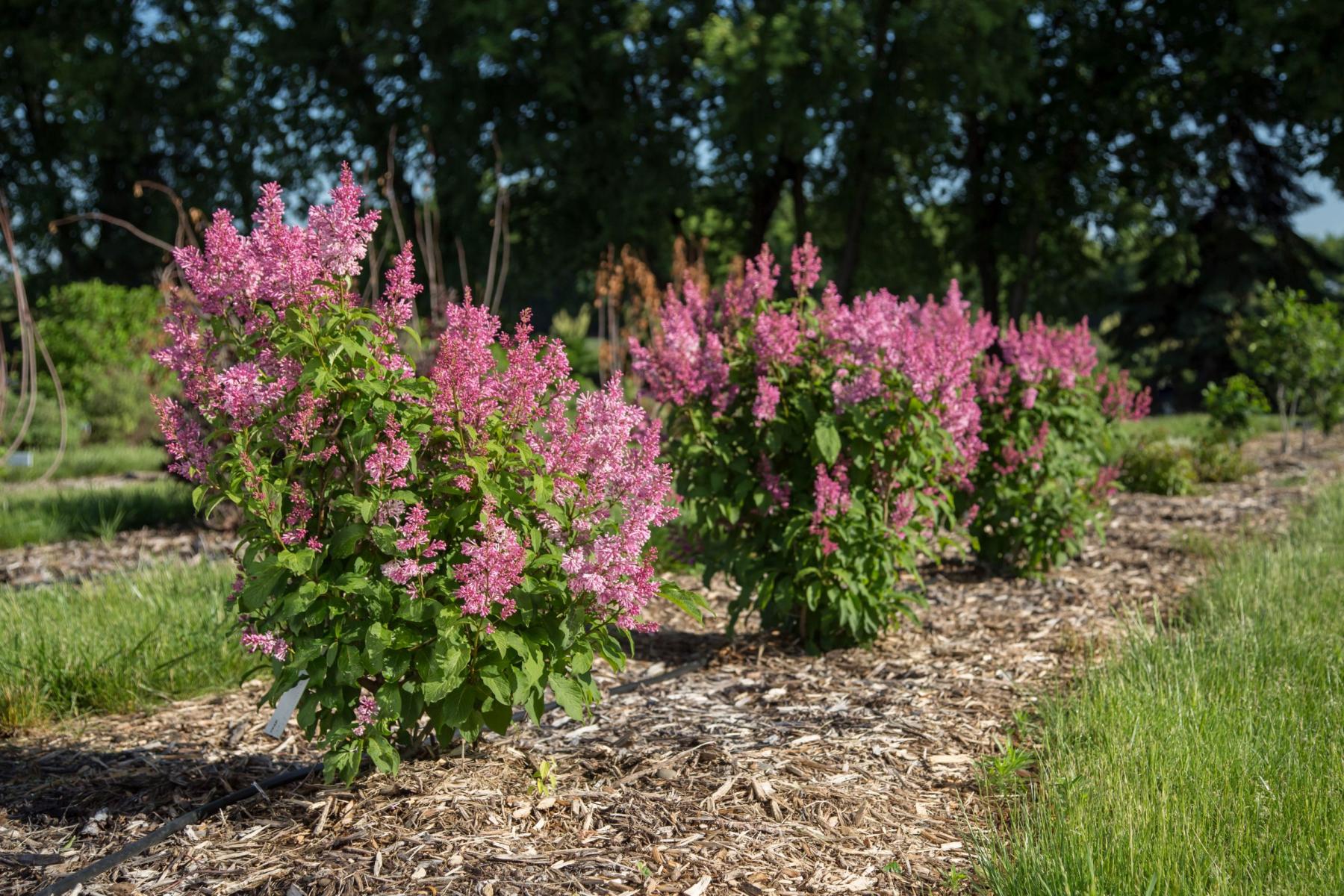 Image of 'Pinktini' lilac from Bailey Nursery. 