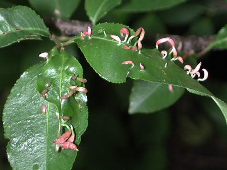 Spindle gall