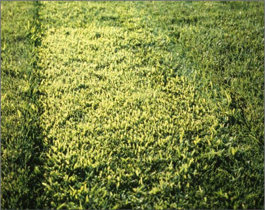 Image of crabgrass in turf