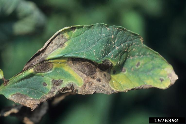 Image of a tomato leaf that was green but has large dry, brown spots and is curling 