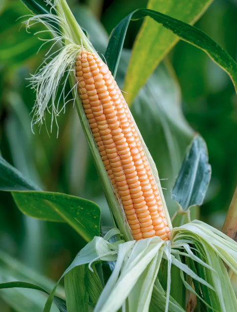 Image of 'Golden Bantam' sweet corn. 