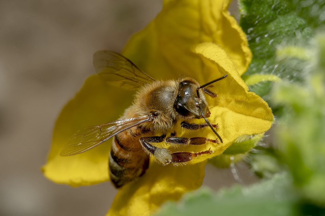 Close up of a honeybee on a yellow flower