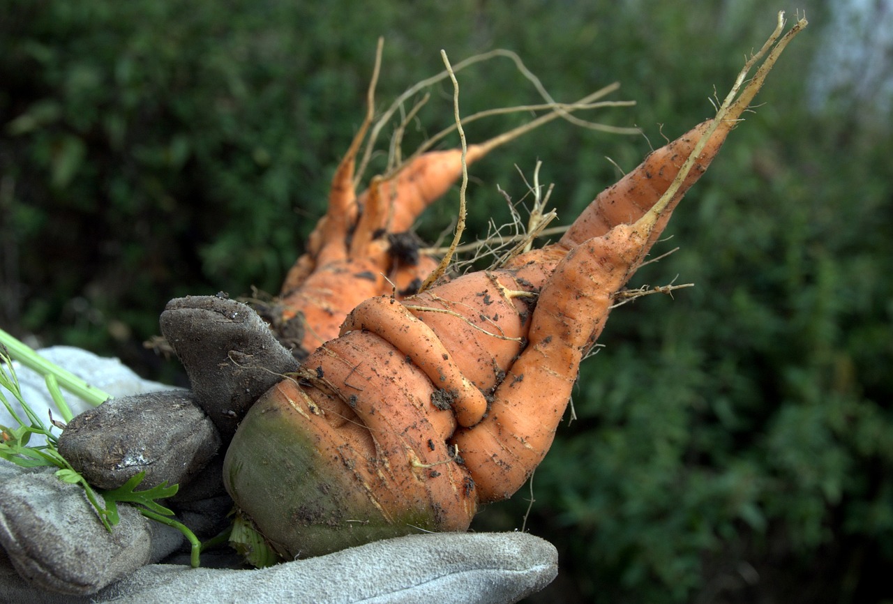 Knobby carrot