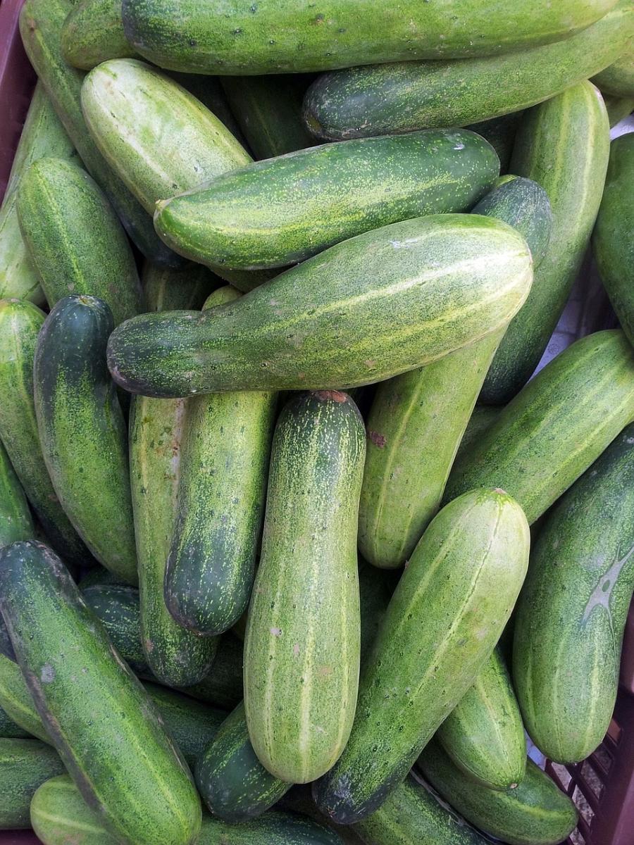 Misshapen or bottle-neck cucumbers
