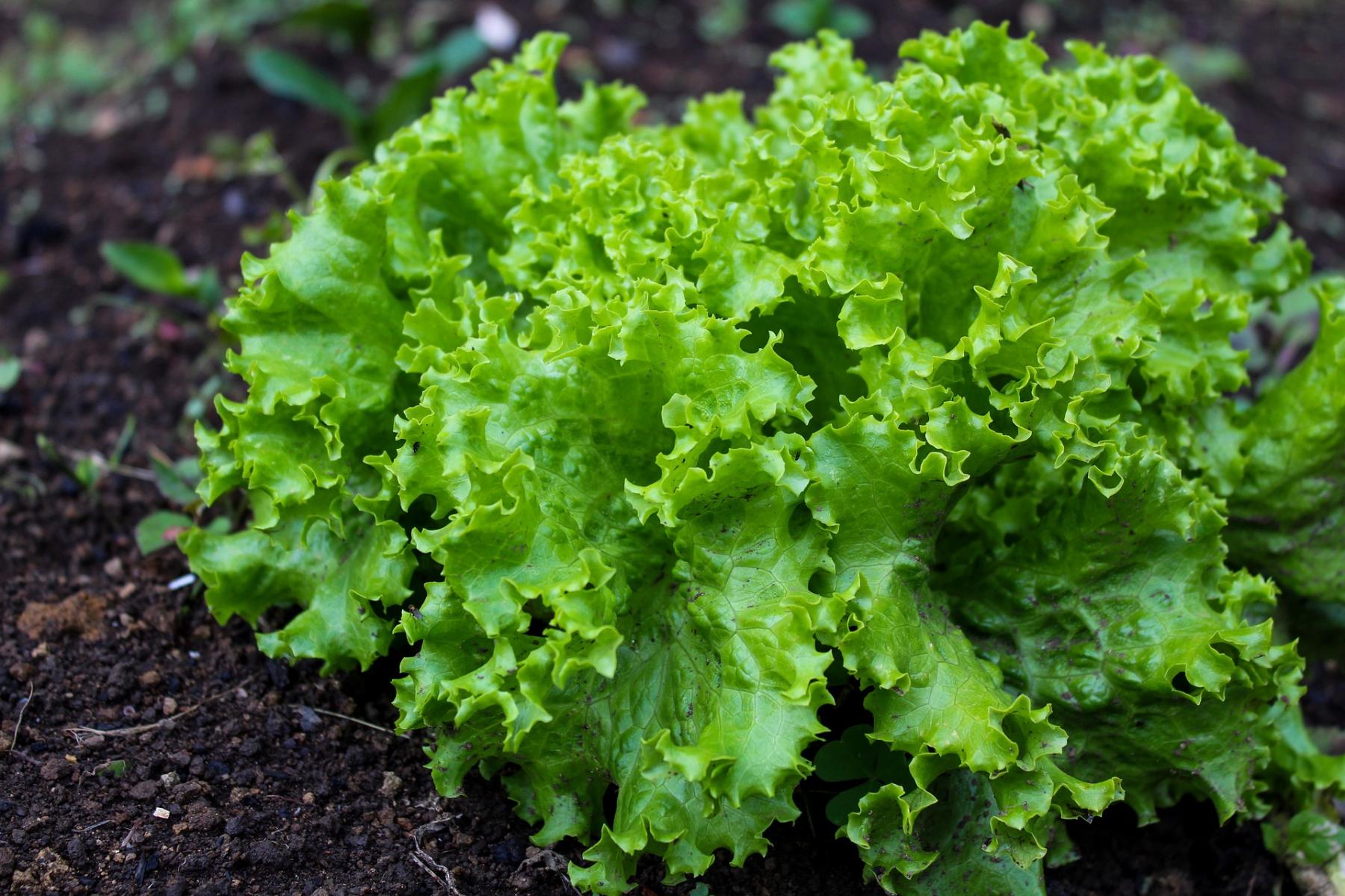 Picture of a lettuce plant.