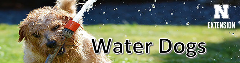 Image of Water Dogs logo. 