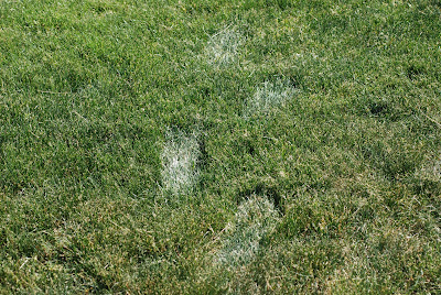 Image of footprints in a dry lawn