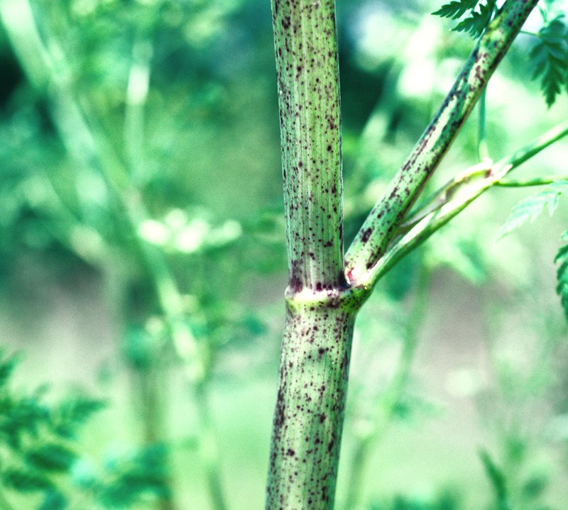 "Poison hemlock stem" by Oregon Department of Agriculture, CC BY 2.0