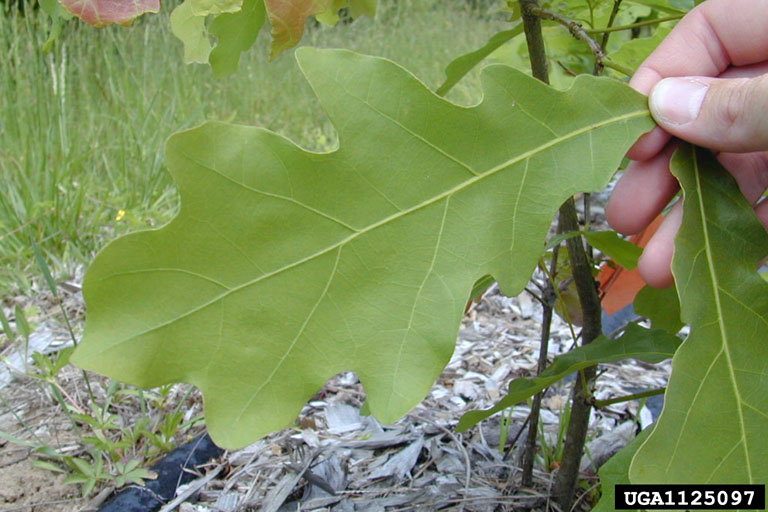 Picture of White oak leaf