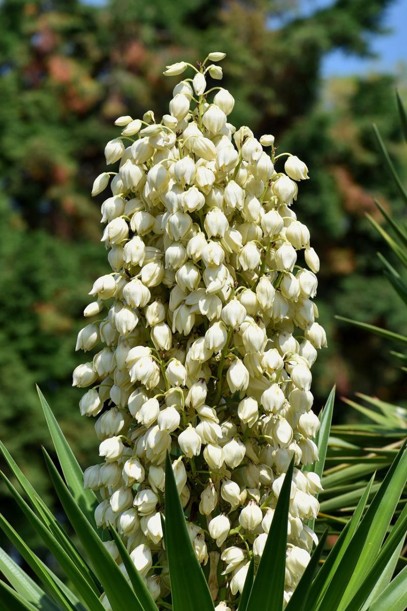 Picture of Yucca Plant