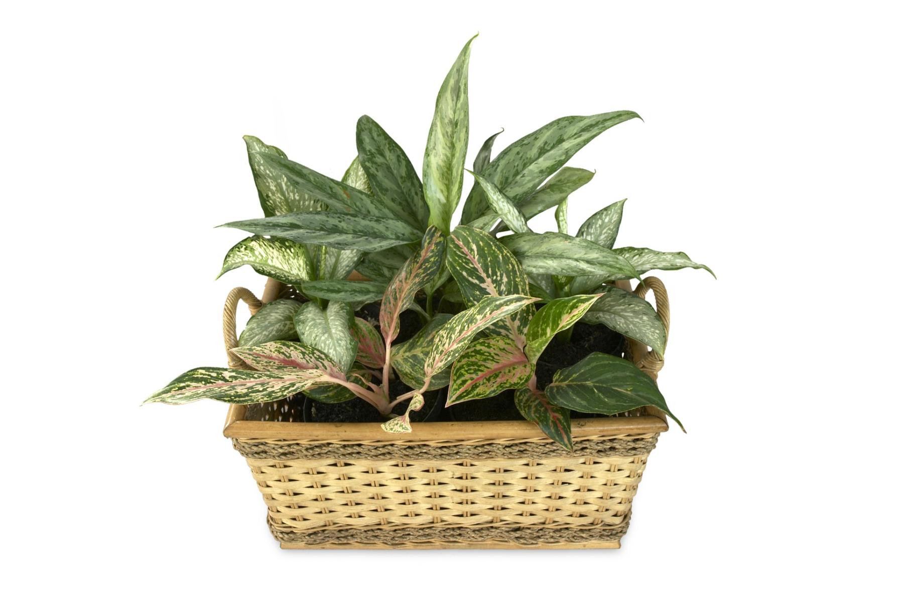Image of Aglaonema spp. or Chinese evergreen.