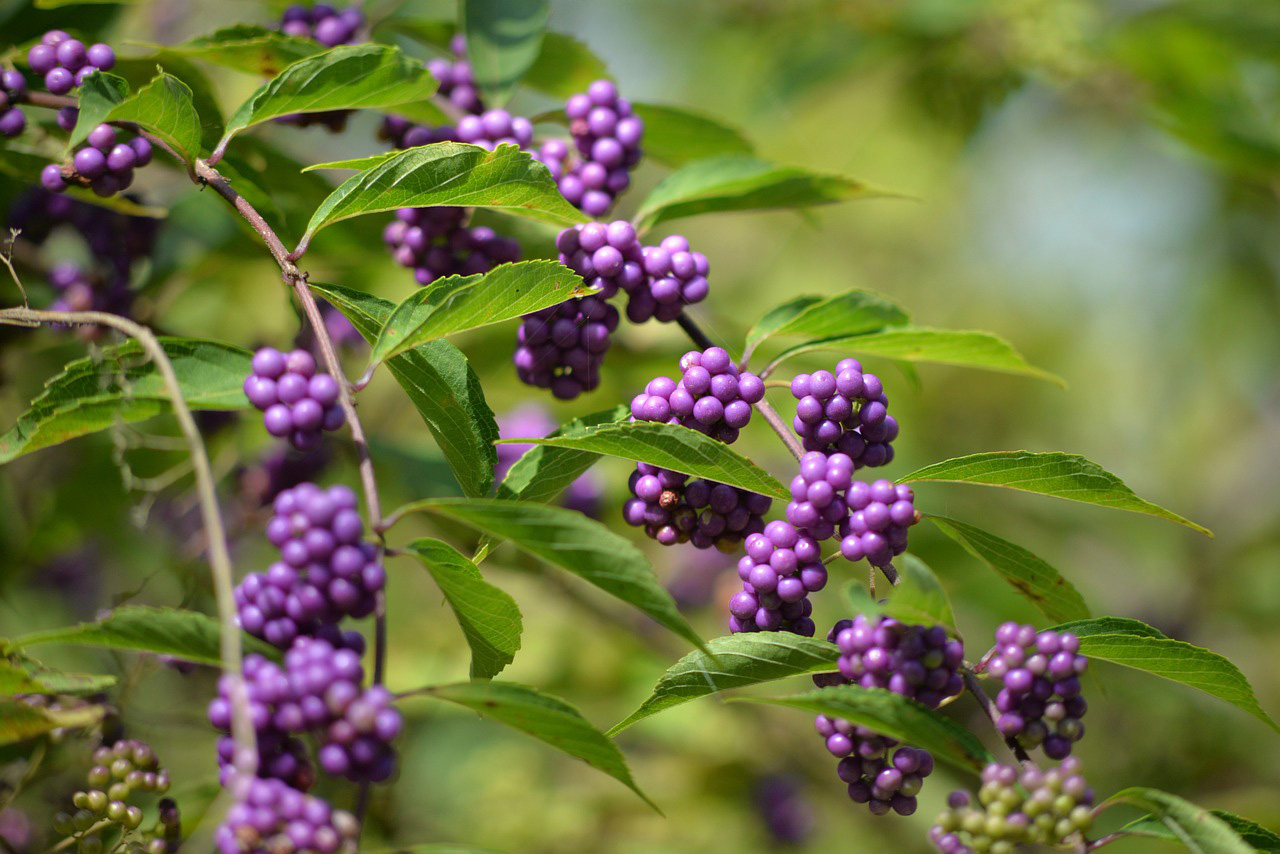 Picture of Purple beautyberry