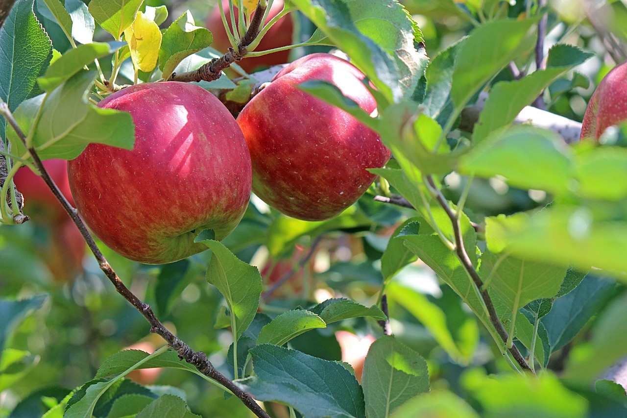 Image of red apple. 