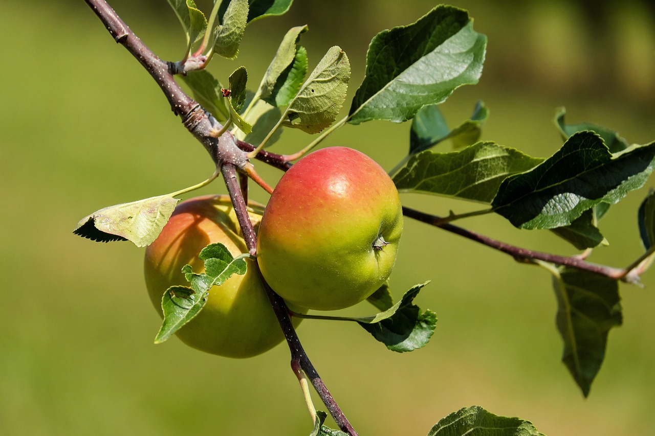 Image of apples on a tree, with green ground color. 