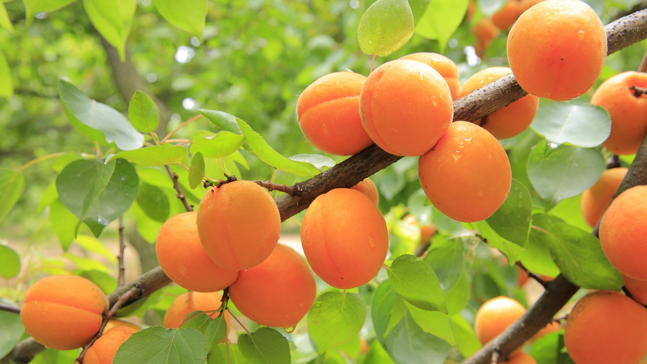 Picture of apricots.