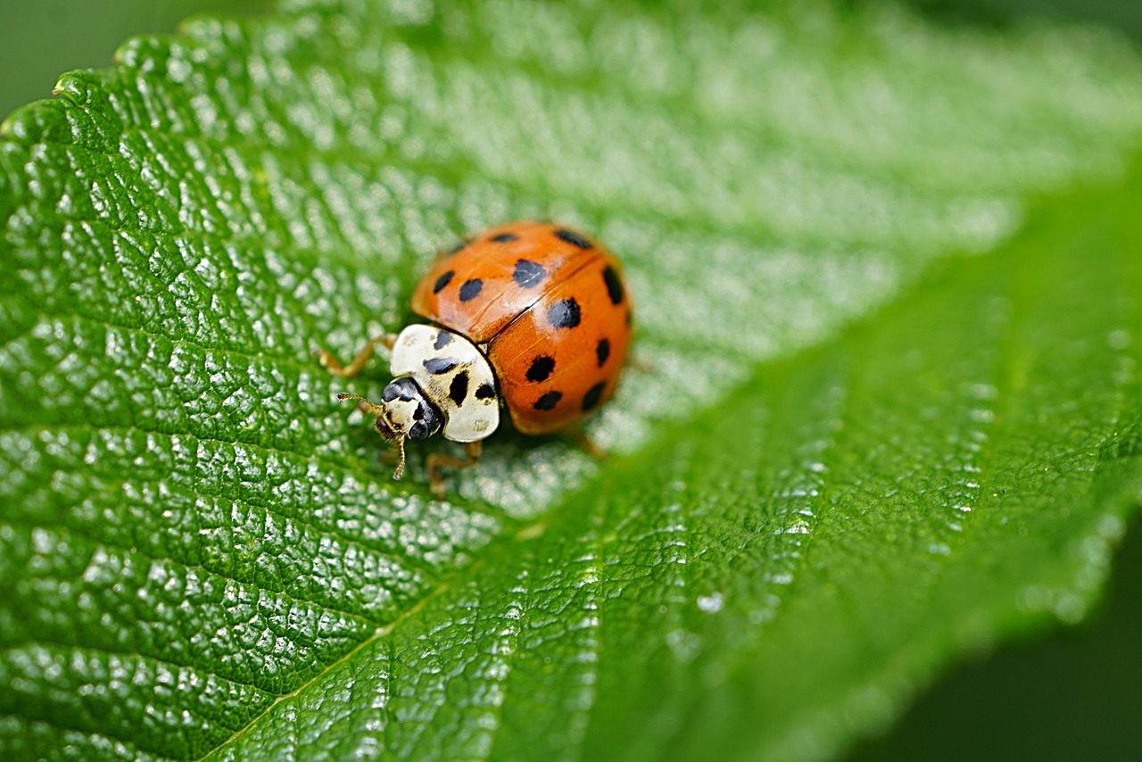 Picture of Asian lady beetle