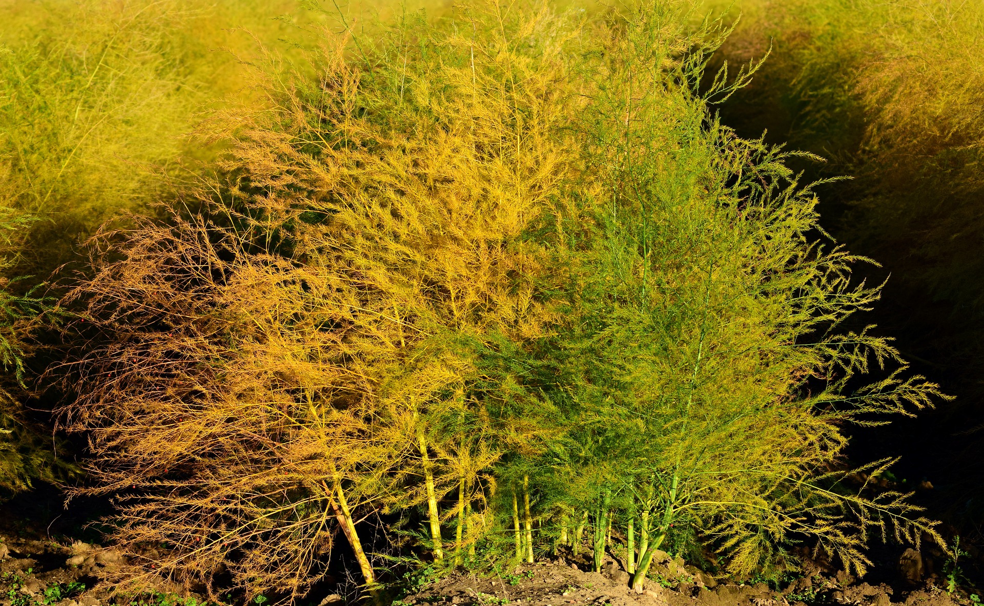 Image of mature asparagus foliage in late summer.
